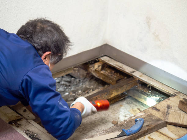 Trusted Snyder, OK Mold Removal Experts
