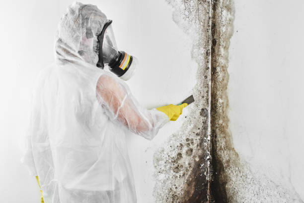 Best Affordable Mold Removal  in Snyder, OK
