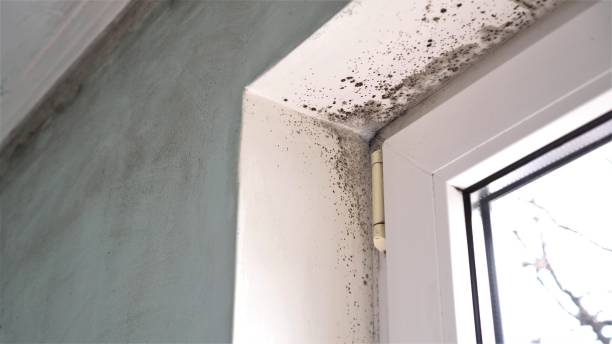 Best Mold Testing  in Snyder, OK
