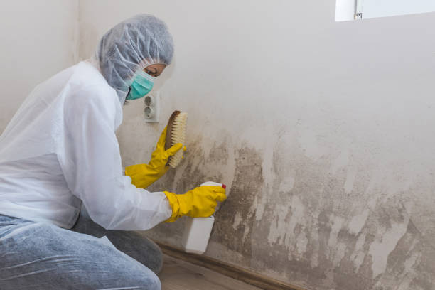 Mold Removal and Inspection in Snyder, OK
