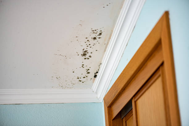 Best Mold Damage Repair  in Snyder, OK