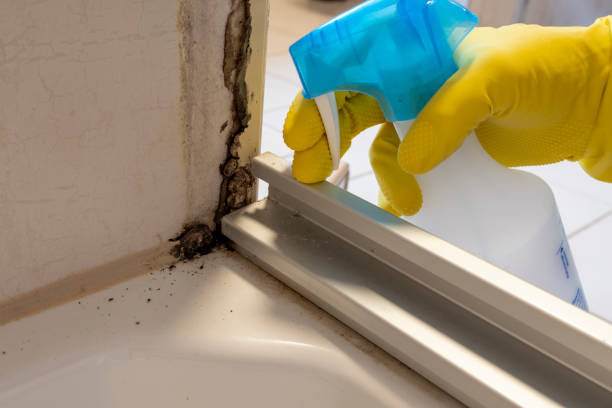 Best Certified Mold Removal  in Snyder, OK
