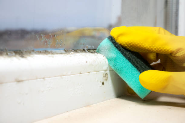 Best Black Mold Removal  in Snyder, OK