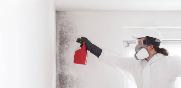 Best Mold Remediation  in Snyder, OK