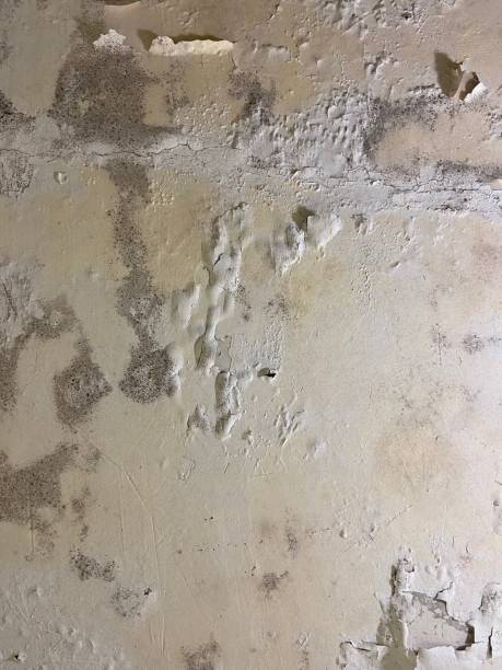 Best Emergency Mold Removal  in Snyder, OK