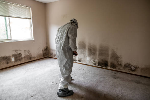 Best Affordable Mold Removal  in Snyder, OK