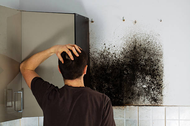 Best Mold Removal and Inspection  in Snyder, OK