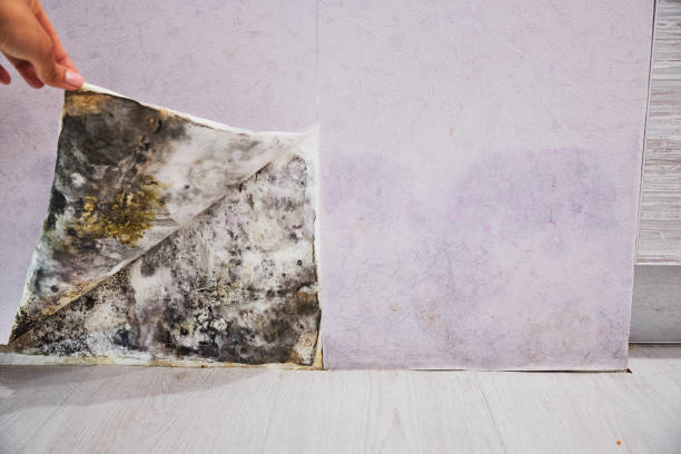 Best Residential Mold Removal  in Snyder, OK